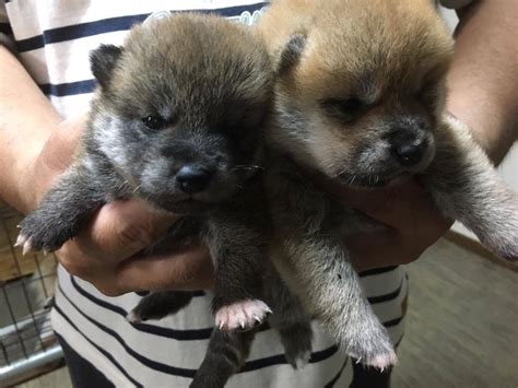 The Nihon Ken Available Shiba Puppies