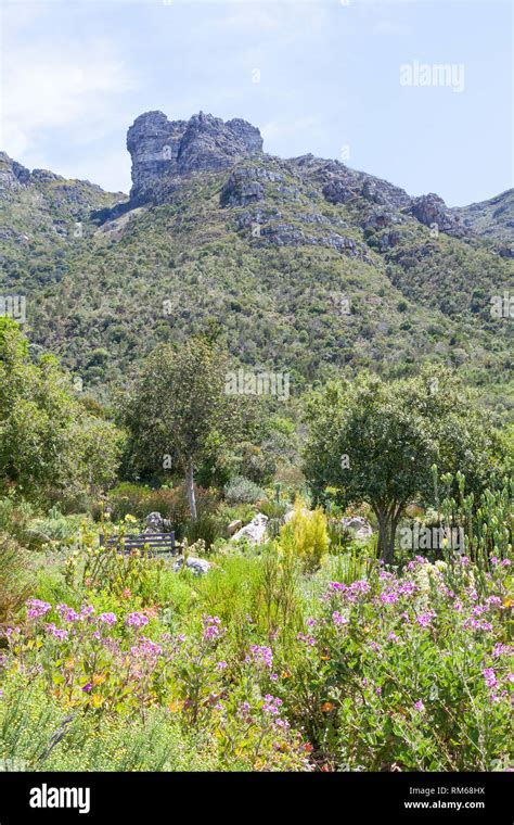 Fynbos Vegetation On The Slopes Of Table Mountain Kirstenbosch