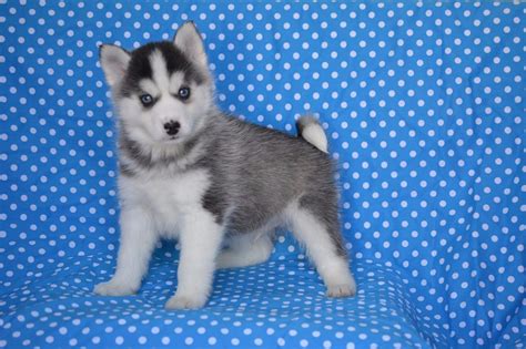 Earn points & unlock badges learning, sharing & helping adopt. Pine Ridge Pomskies Review - Florida Pomsky Breeders ...