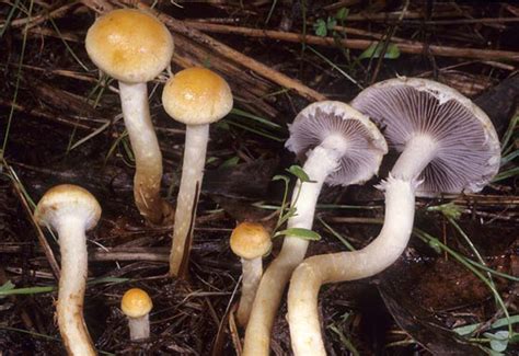 Fungi Species Stropharia Riparia