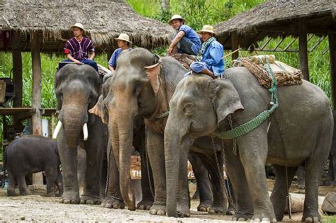 Chiang Mai Elephant Camps Top 7 You Can T Miss