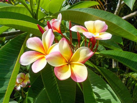 6 Iconic Tropical Flowers That Will Make You Think Of Hawaii Hawaii