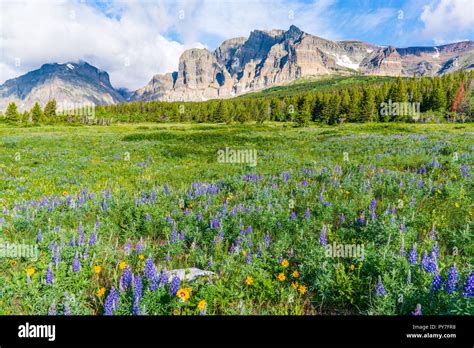 Wildflower Meadow Near Many Glacier In Glacier National Park Montana