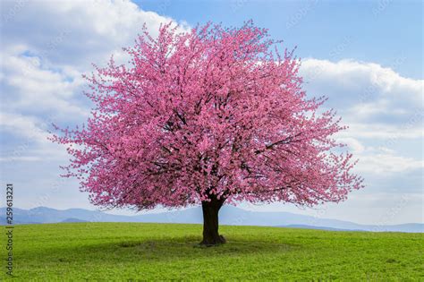 Flowering Tree Of Japanese Sakura In Spring One Tree On Green Meadow Single Or Isolated Cherry