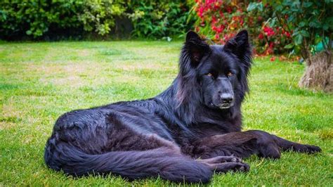 Black German Shepherd The Ultimate Breed Guide All Things Dogs