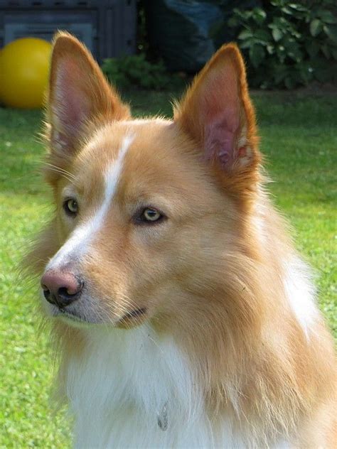 1000 Images About Rough Collie Mixed On Pinterest