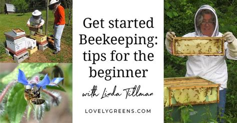 Getting Started With Beekeeping Tips For The Beginner Beekeeper Bee