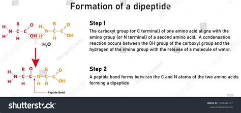 Formation Dipeptide Using Two General Amino Stock Illustration