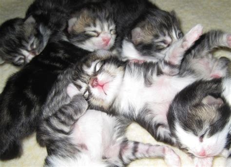 If the kitten has not been dewormed, oral. Health and Well Being of Our Maine Coon Cats and Kittens ...