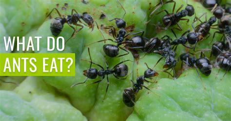 What Do Ants Eat Surprising Answers Pest Resources