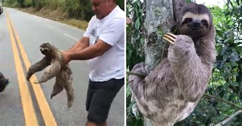 A Sloth Waves And Smiles At The Man Who Rescues It From The Road