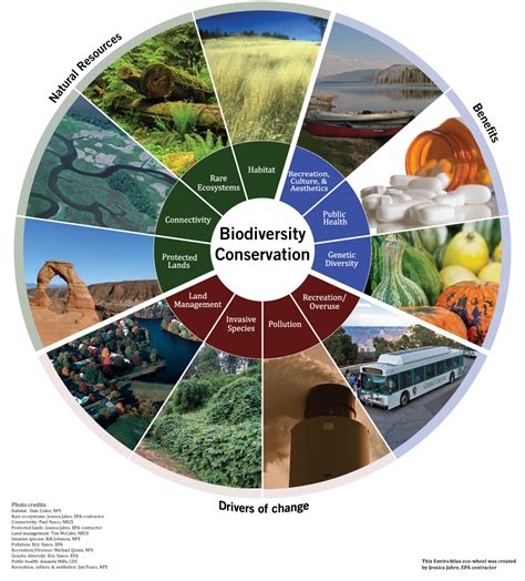 Human Impact On Biodiversity Worksheets