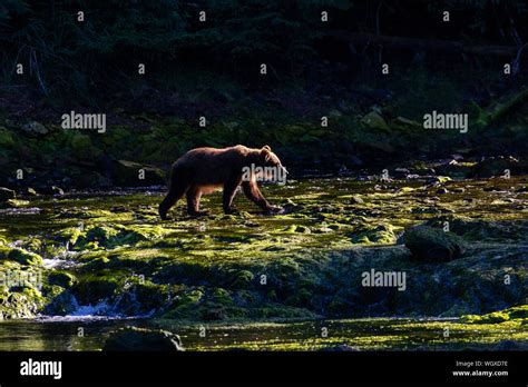 Brown Bear Chichagof Island Tongass National Forest Alaska Stock