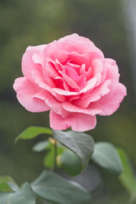 Stunning Pink Rose Photo Super Pink Rose 2805