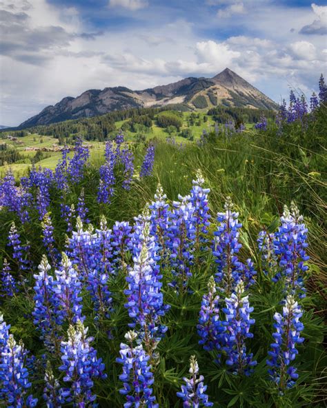 Crested Butte Wildflowers Lars Leber Photography