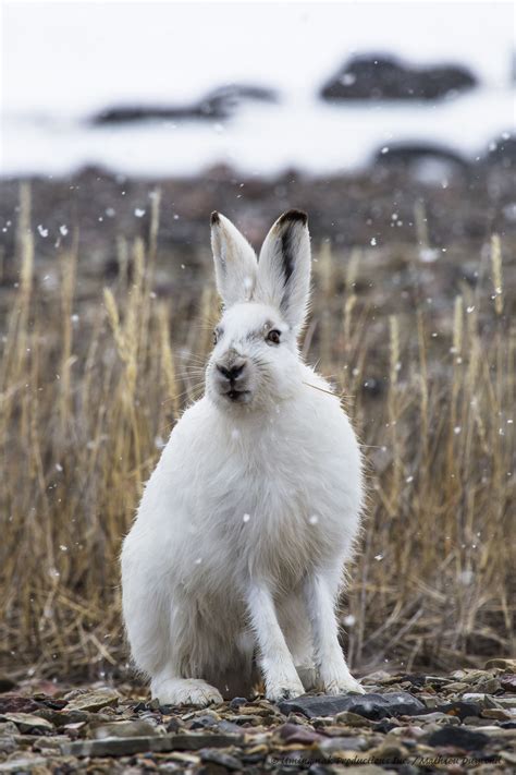 Arctic Hare Portrait 8450 Arctic Hare Happy Animals Animals Beautiful