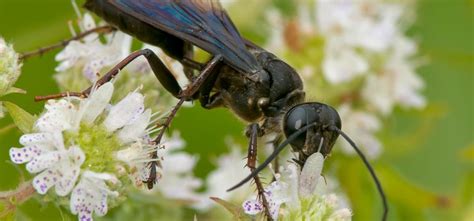 Black Flower Wasp Australia Sting Best Flower Site