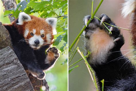 15 Fantastic Facts About Red Pandas Red Panda Network