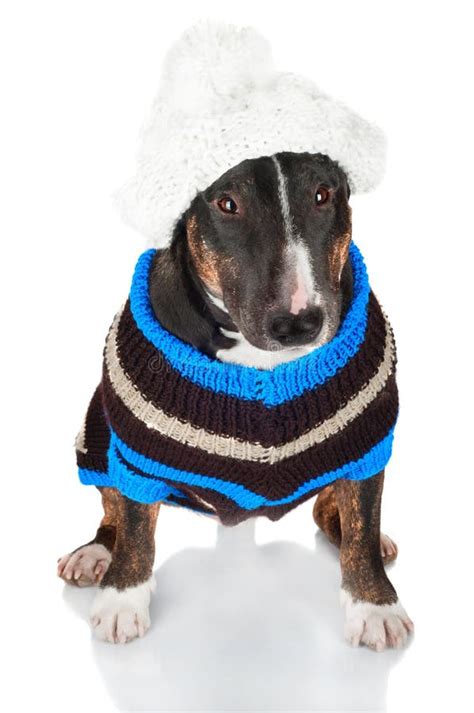 Dog Wearing Sweater Stock Image Image Of Pink Friend 21696713