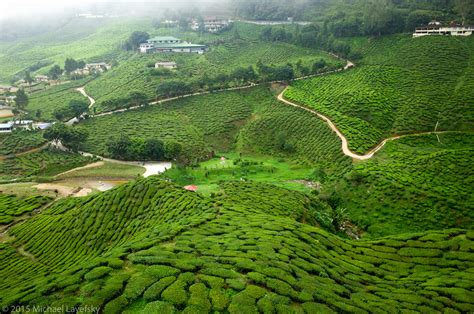 Immense tea plantations and a cooler climate make it a nice getaway destination. Tea plantation, Cameron Highlands, Malaysia | The ...