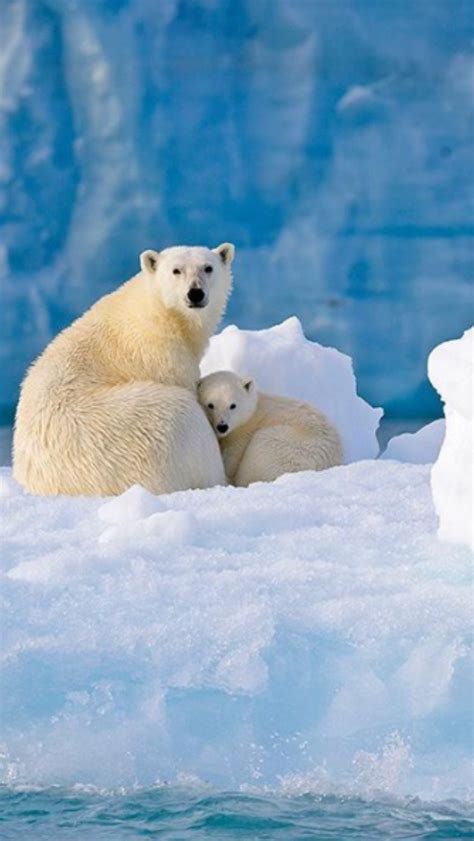 Pin By Carol Smith On Polar Bears Scary Animals Animals Beautiful