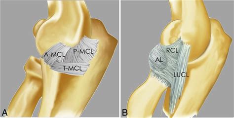 Medial Collateral Ligament Complex Of The Elbow Pacs
