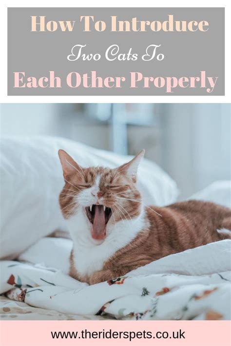 How To Introduce Two Cats To Each Other Properly Cats Introducing A
