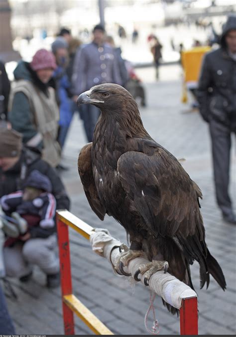 Беркут на Красной площади Golden Eagle On Red Square Flickr