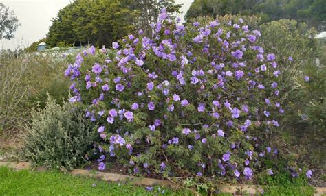 Native Blue Hibiscus 8 Pot Hello Hello Plants And Garden Supplies