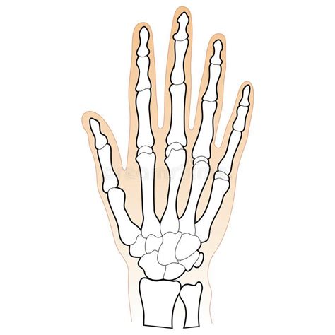 Bones Of The Human Hand All Of The Bones Of The Human Hand Hand Bone