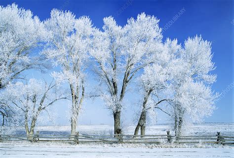 Hoar Frost Covered Trees Stock Image E1280297 Science Photo Library