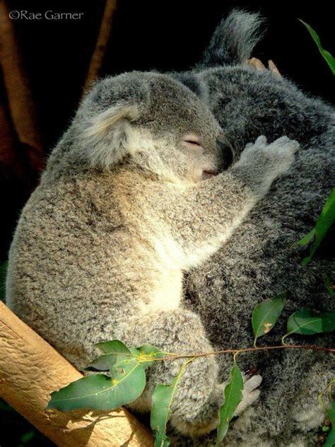 Cuddle Cuddly Animals Cute Animals Koala Bear