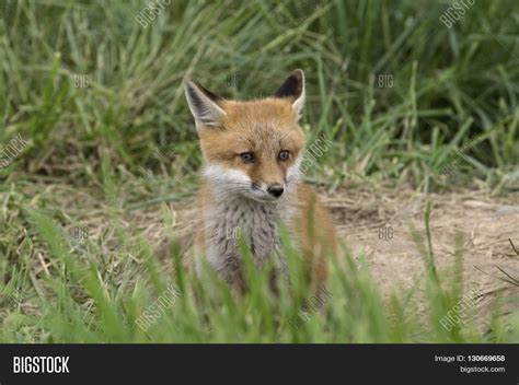 Young Red Fox Den Red Image And Photo Free Trial Bigstock