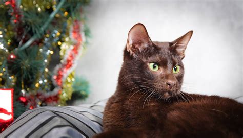 19 Best Brown Cat Breeds 2023 Beautiful Chocolate Kitties I