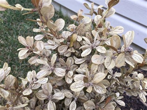 Or, are the leaves and branches dead and require pruning? Winter Gem Boxwood Leaves Turning White and Yellow ...