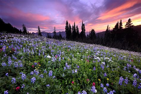 Mount Rainier Wildflowers Beautiful Places Nature Scenery