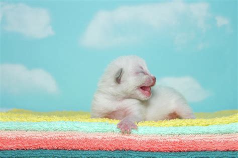 Newborn Siamese Kitten Calling For Mom Photograph By Sheila Fitzgerald