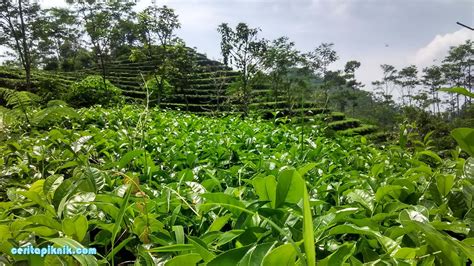 Trend Terbaru Background Foto Studio Pemandangan Kebun Cosy Gallery