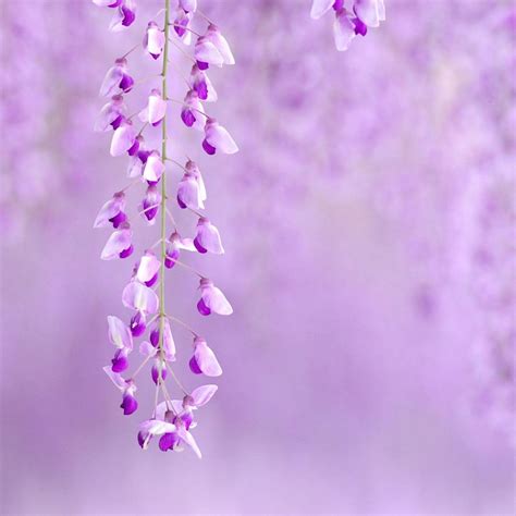 Light Purple Flower Wallpapers Top Free Light Purple Flower