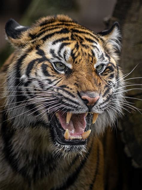 Sumatran Tiger Tiger Pictures Tiger Photography Wild Cats