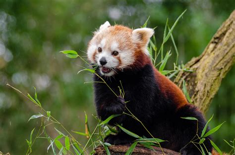 Small Red Panda On The Tree On A Blurred Background Free Image Download