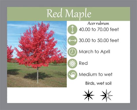 Red Maple Landscape Design Installation Maintenance And Native