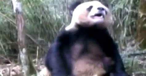 Panda Masturbation Video Released In China Could Transform Difficult Task Of Breeding Bears