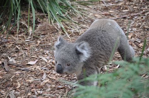 Koala 🐨 Australia 🇦🇺 Cute Drop Bear Koala Koala Bear Drop Bear