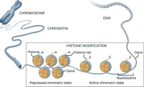 In this article, we review in turn, the binding of dna to the histone is relaxed, which facilitates the transcription of genes. Chromatin structure and histone modifications. DNA is ...