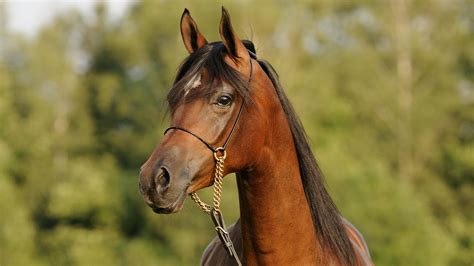 Arabian Horse The History Hallmarks And Heritage Of This Beautiful Breed