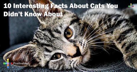 Siamese cats are known to be highly intelligent hence can be trained easily. 10 Interesting Facts About Cats You Didn't Know About