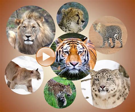 Endangered Cat Species List ~ Felidae
