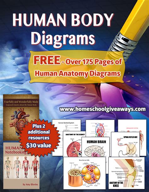Aug 11, 2021 · the human body is a biological machine made of body systems; FREE Human Body Diagrams