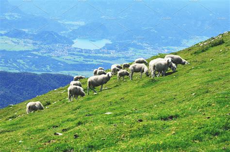 Sheeps On The Meadow In The Hills Containing Green Grass And Mountain